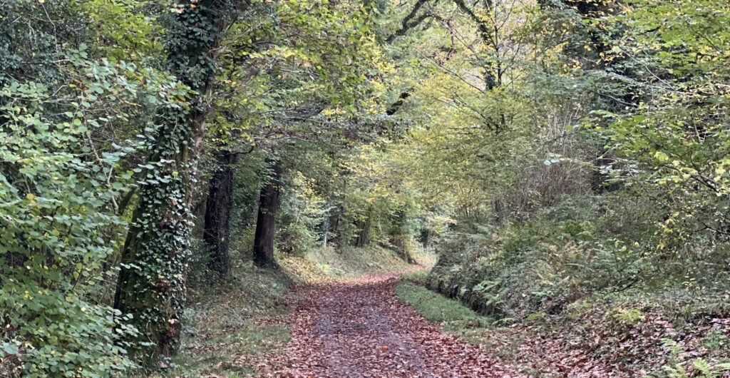 Camel Trail cycling route towards Wenford Bridge Cornwall